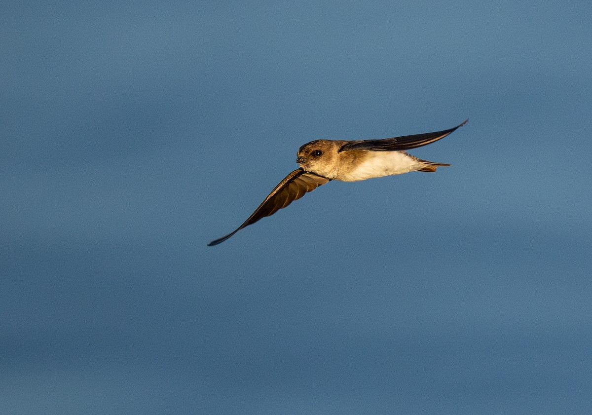 Gray-throated Martin - Forest Botial-Jarvis