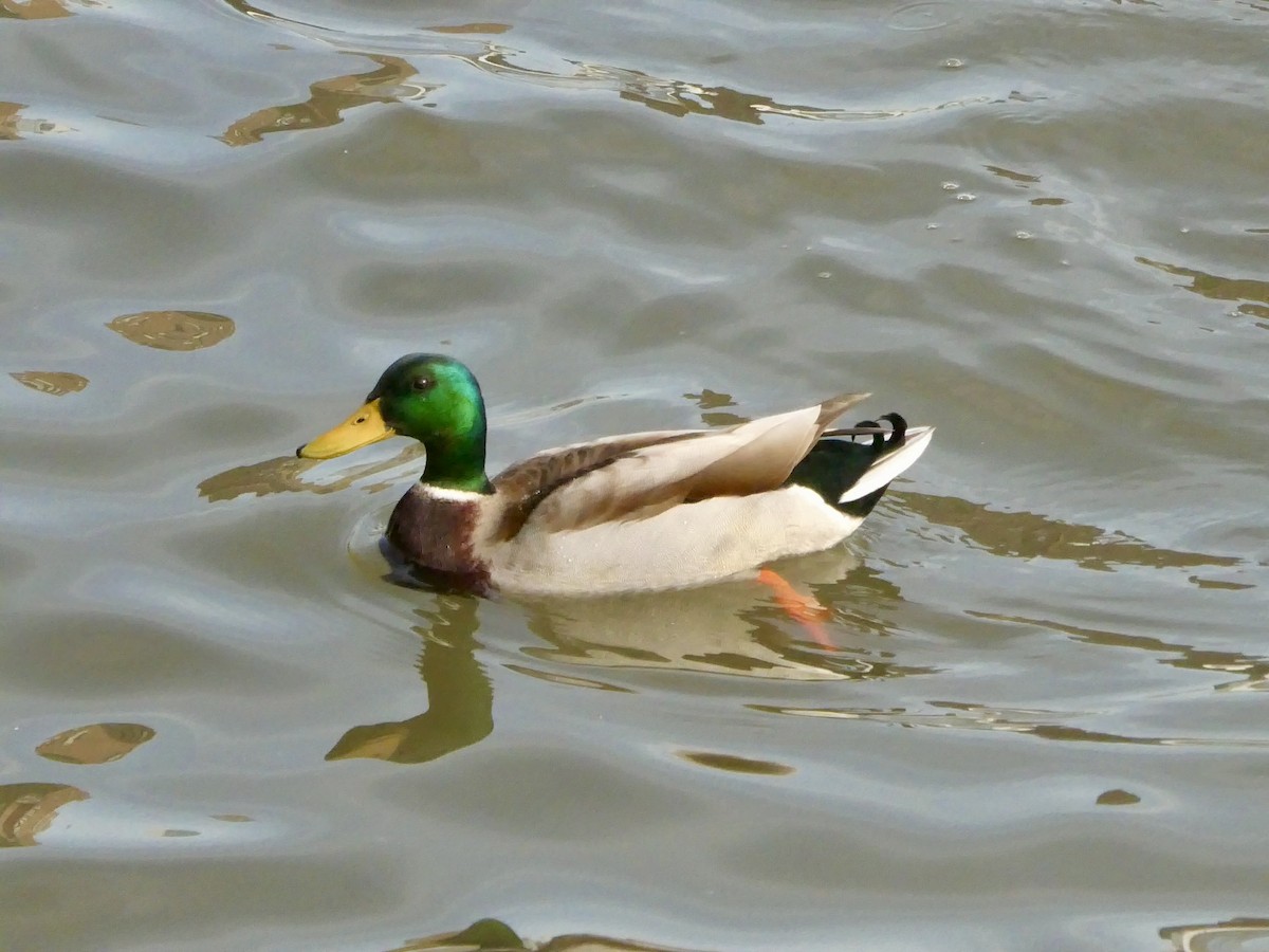 Mallard - ML616008569