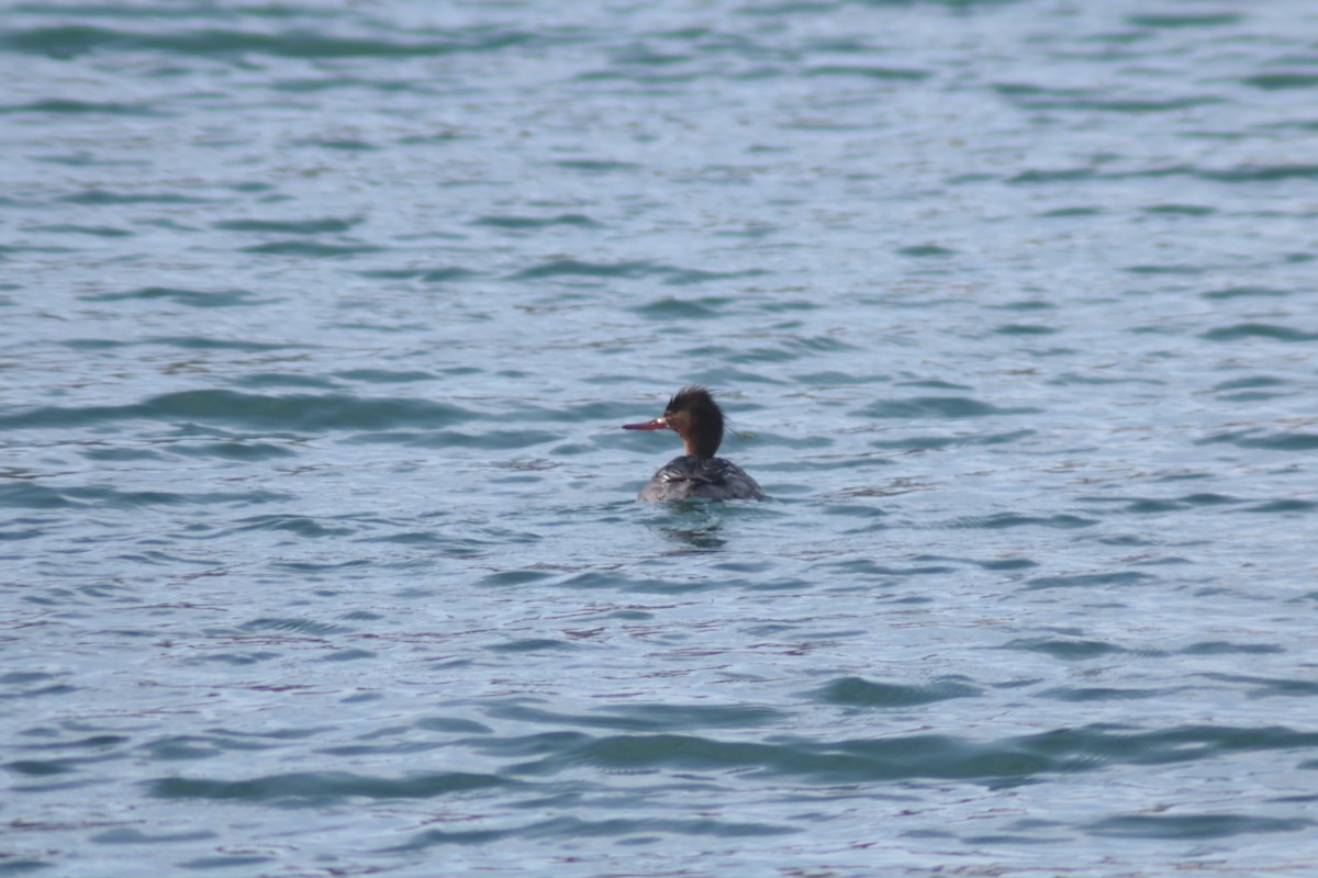 Red-breasted Merganser - ML616008594