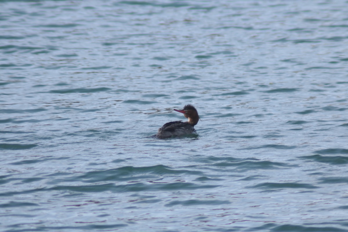 Red-breasted Merganser - ML616008595