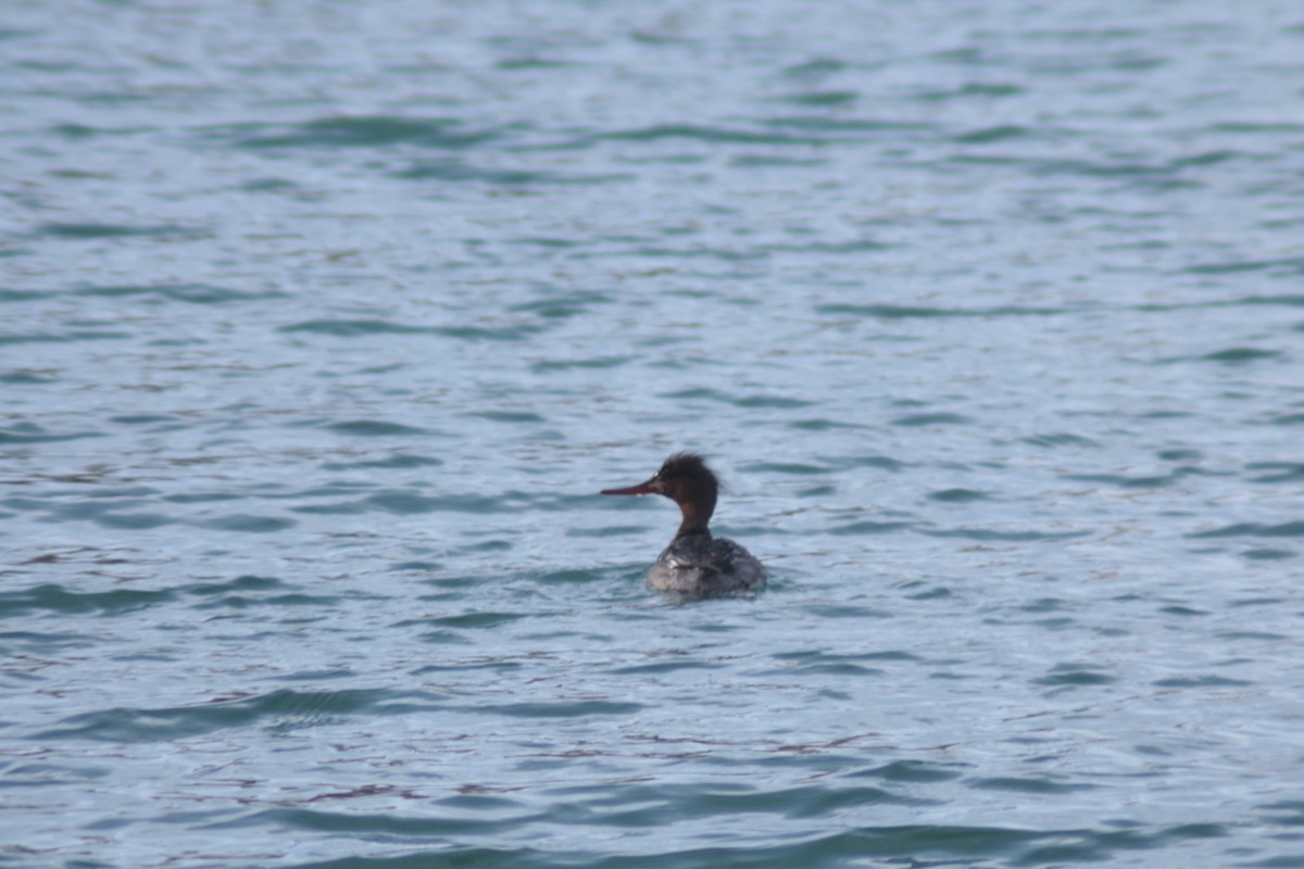 Red-breasted Merganser - ML616008596