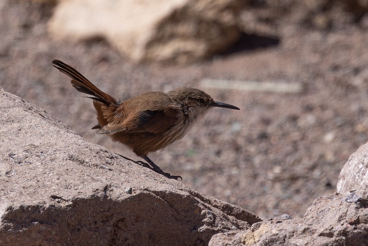 Straight-billed Earthcreeper - Dave Howes