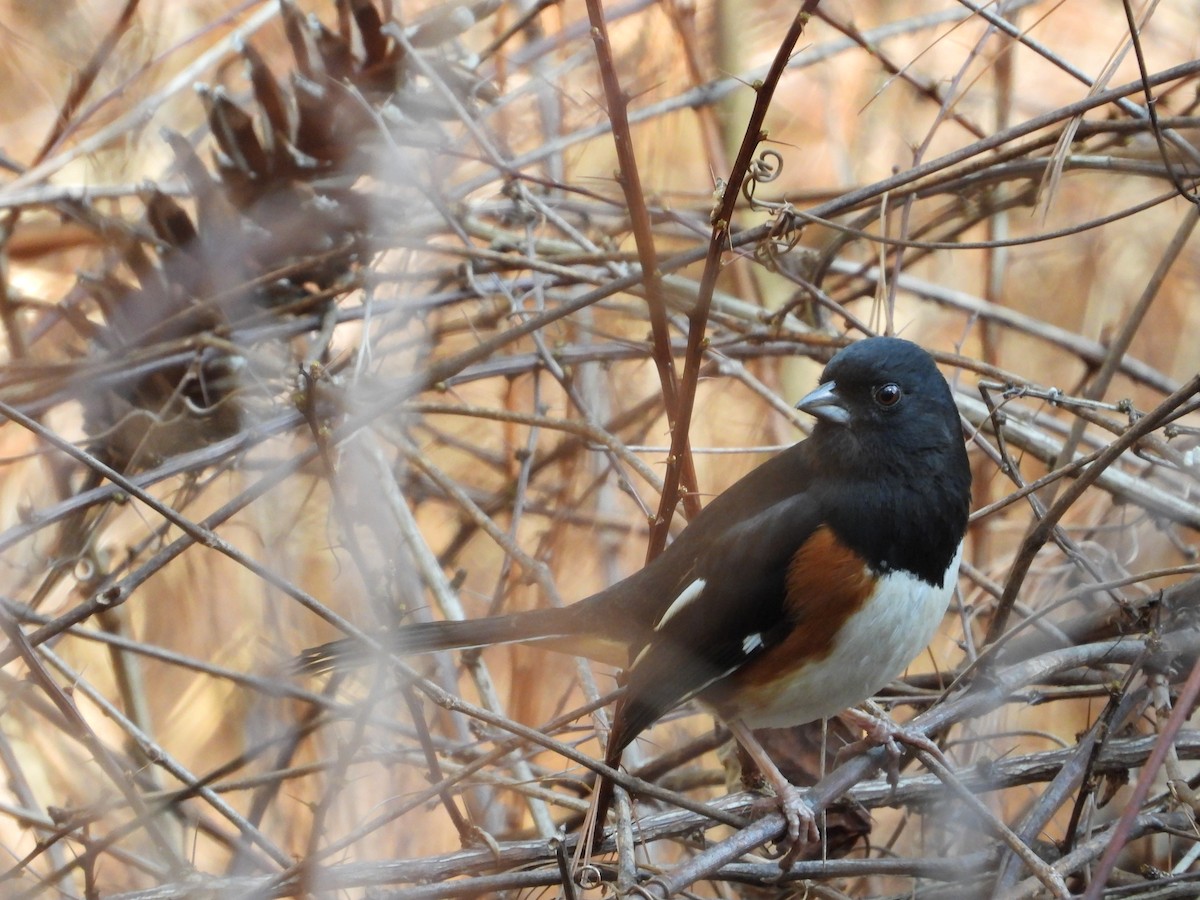 Eastern Towhee - ML616008629