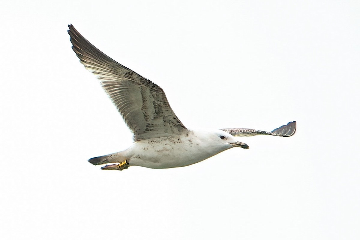 Caspian Gull - A W