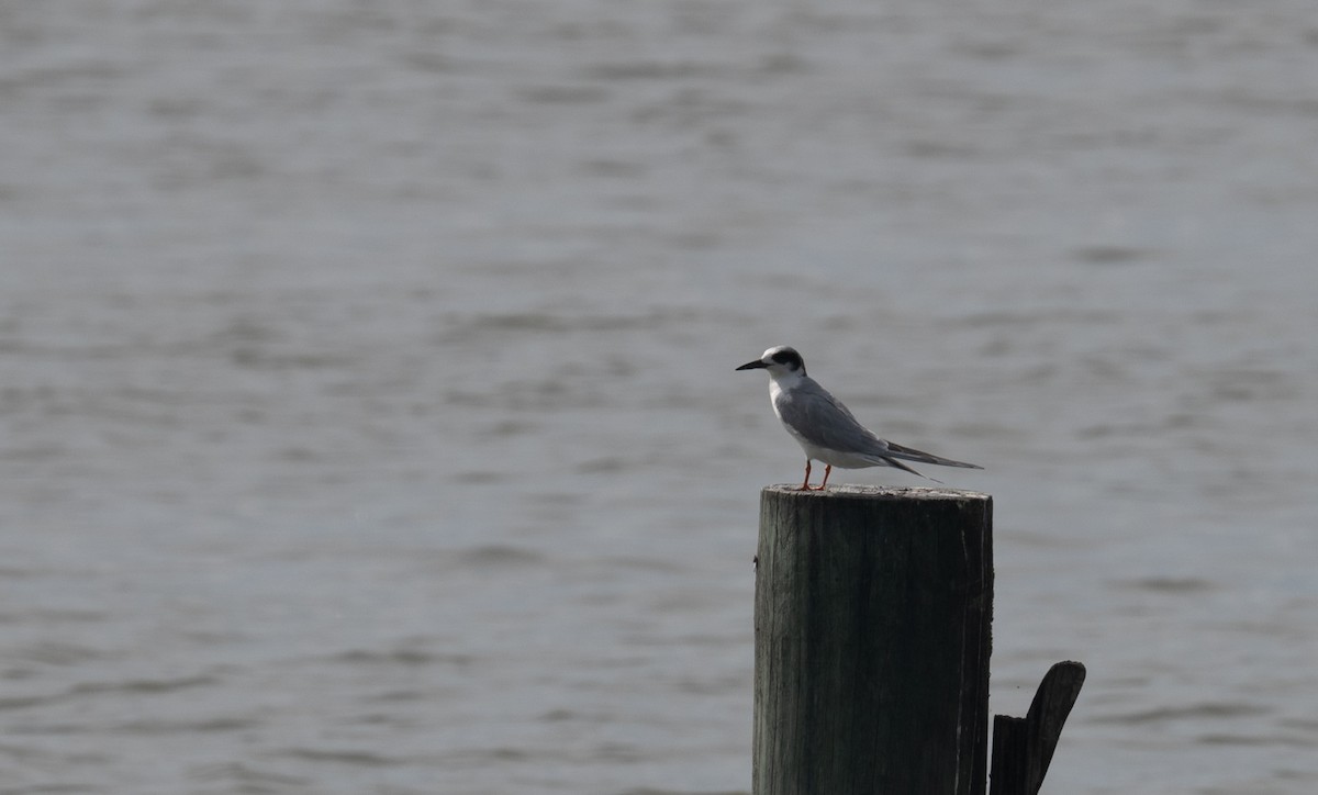 Forster's Tern - ML616008698