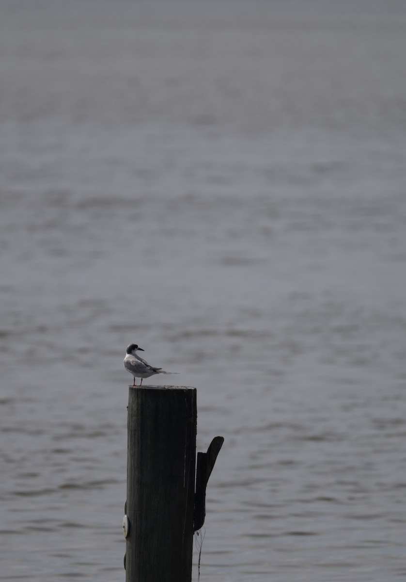 Forster's Tern - ML616008699