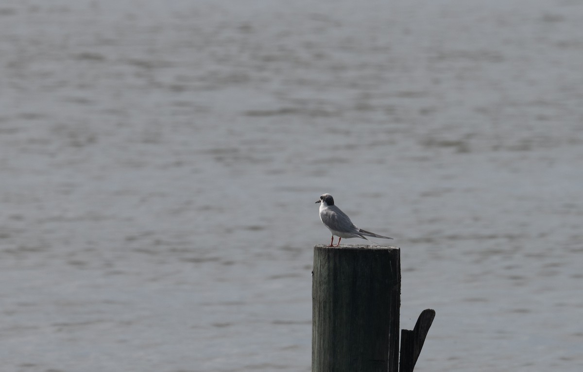 Forster's Tern - ML616008700