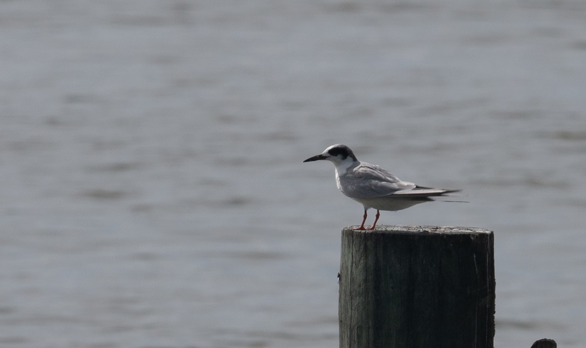 Forster's Tern - ML616008701