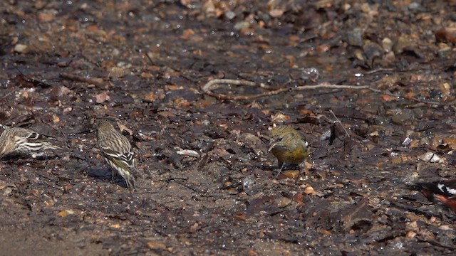 White-winged Crossbill - ML616008705