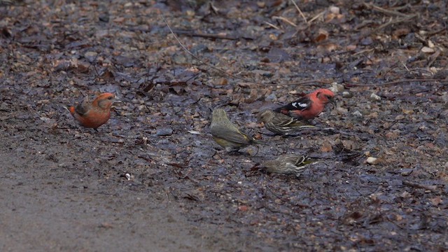 White-winged Crossbill - ML616008709