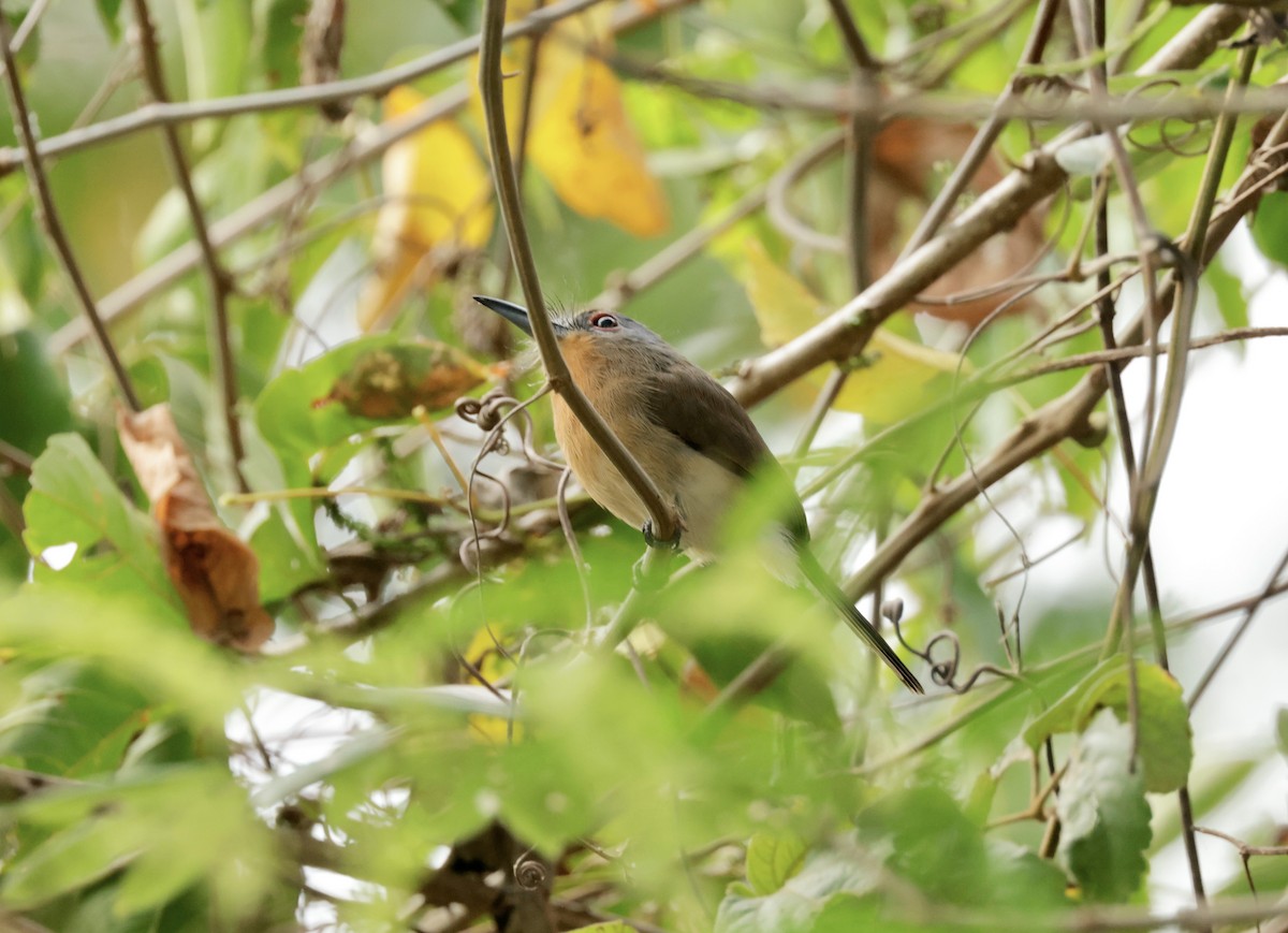 Gray-cheeked Nunlet - Ken Oeser