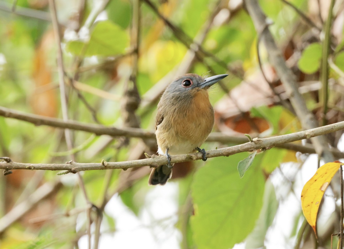 Gray-cheeked Nunlet - Ken Oeser