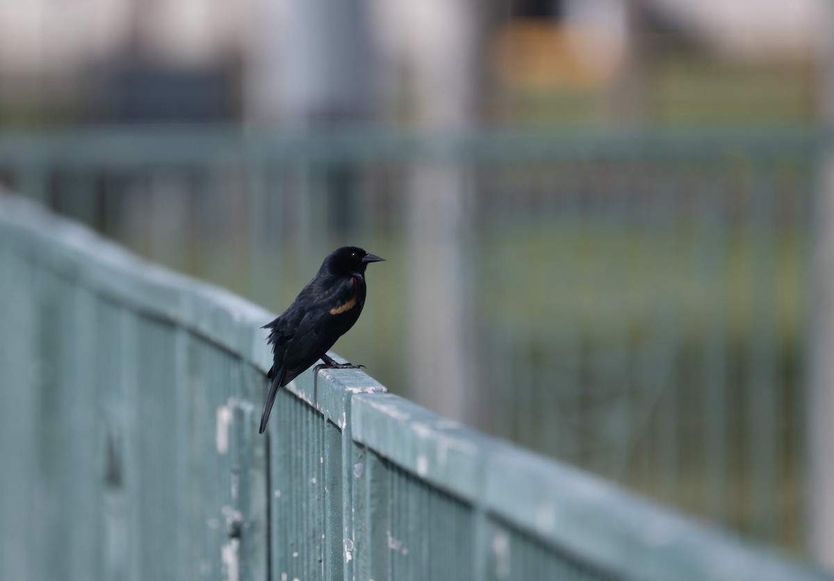 Red-winged Blackbird - ML616008738