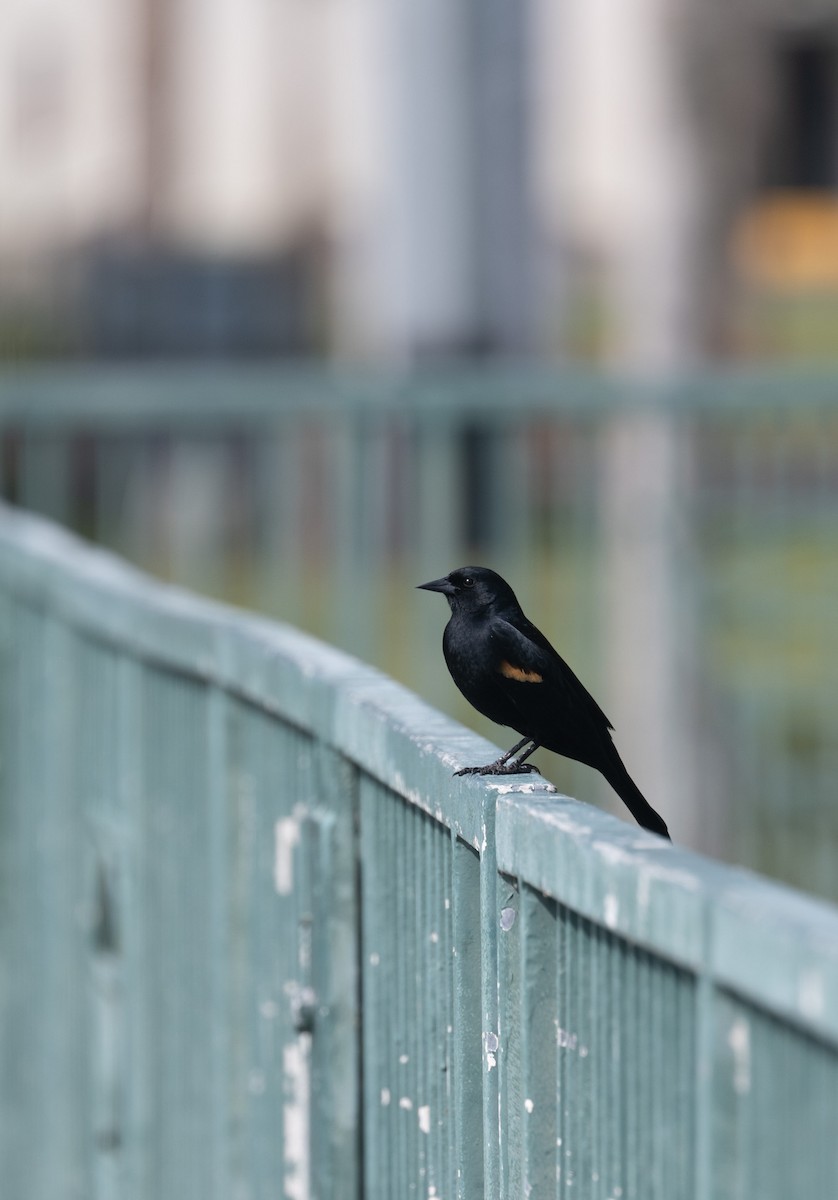 Red-winged Blackbird - ML616008739