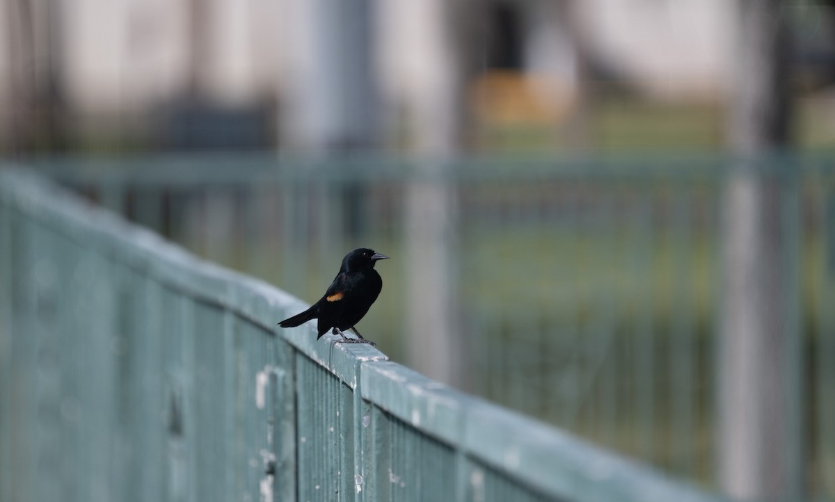 Red-winged Blackbird - ML616008740