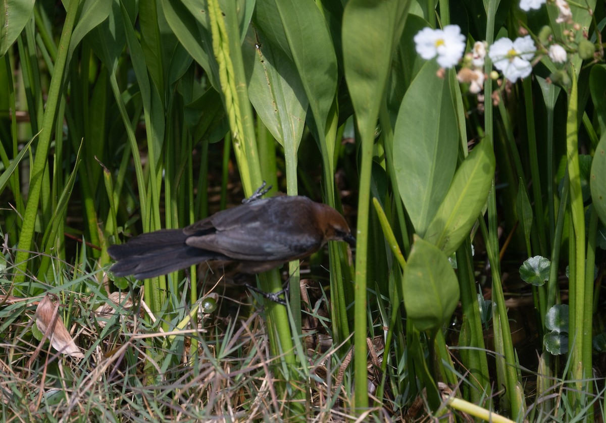 Boat-tailed Grackle - ML616008767