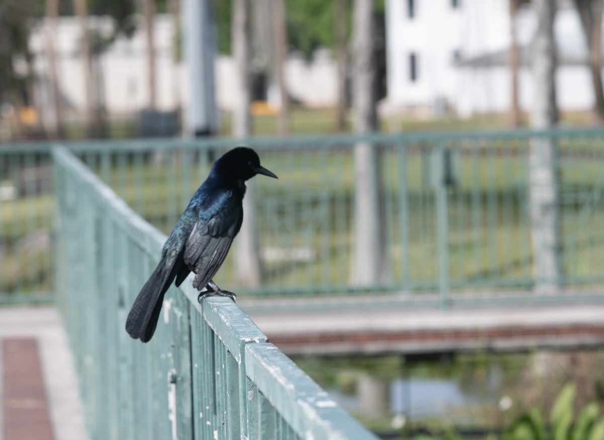 Boat-tailed Grackle - ML616008768