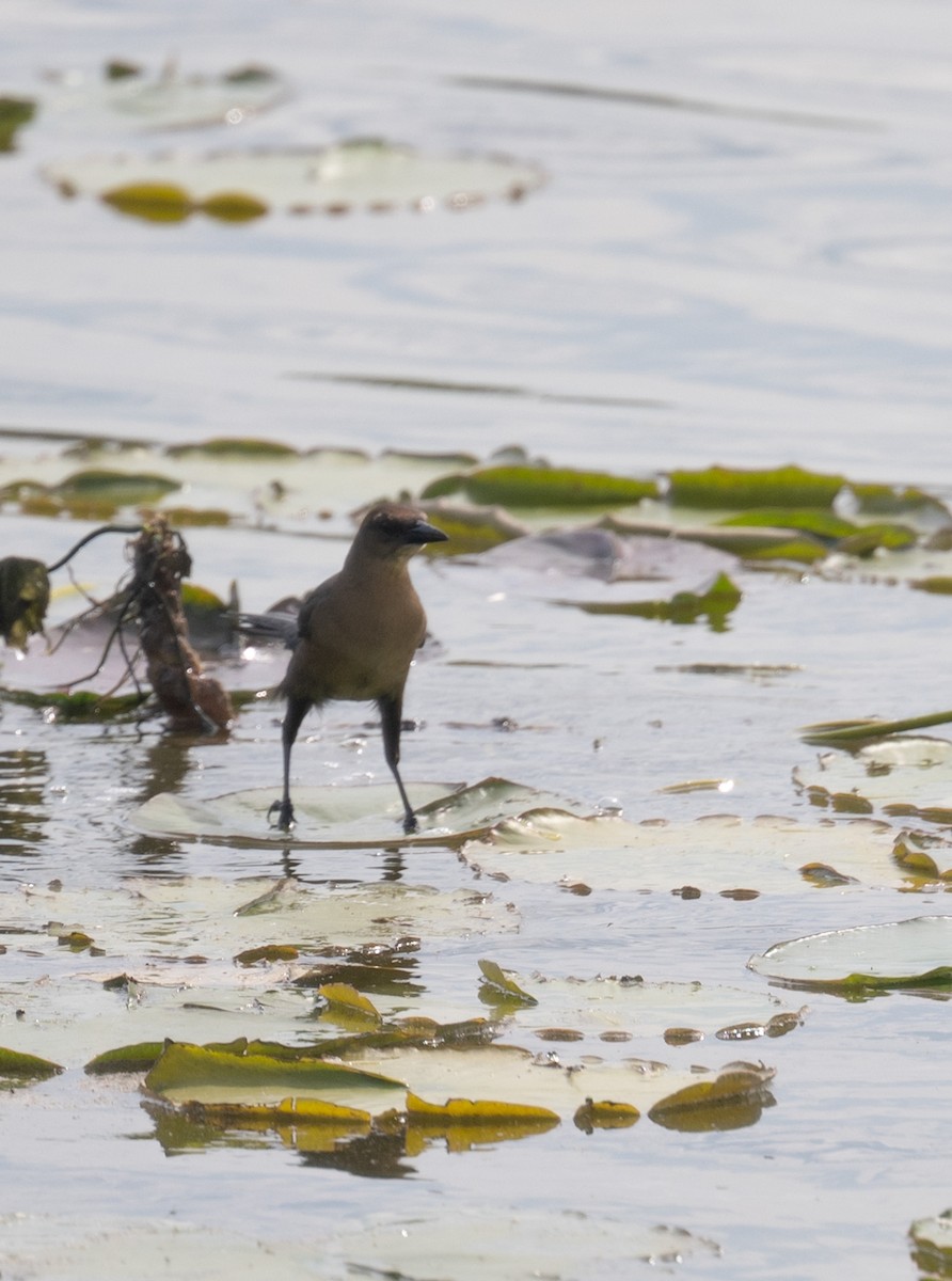 Boat-tailed Grackle - ML616008769