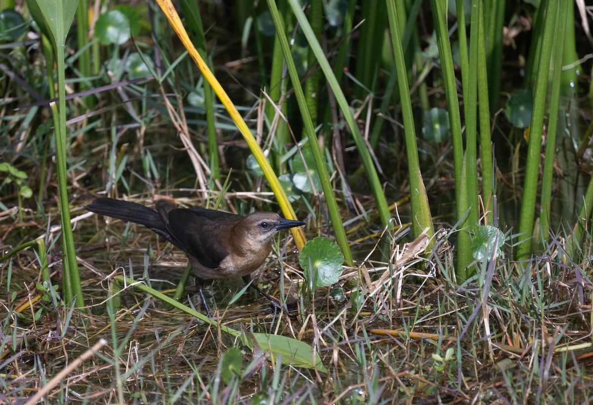 Boat-tailed Grackle - ML616008770