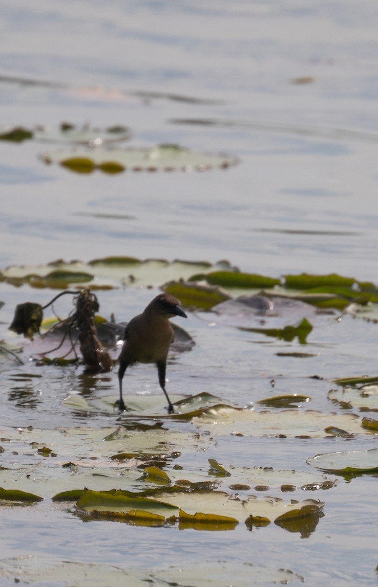 Boat-tailed Grackle - ML616008771