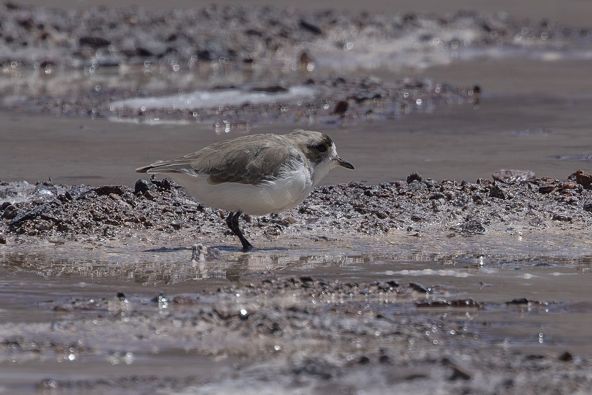 Puna Plover - ML616008776