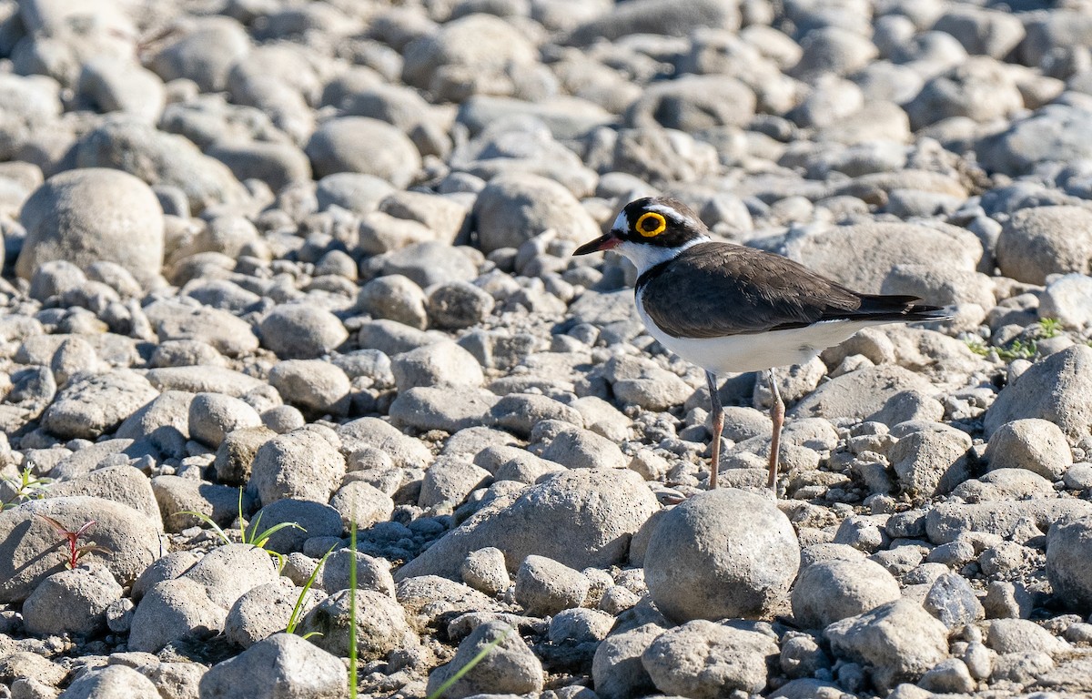 Flussregenpfeifer (dubius/jerdoni) - ML616008844