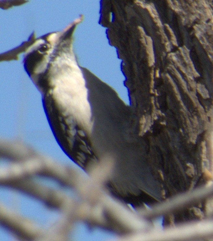 Downy Woodpecker - ML616008852