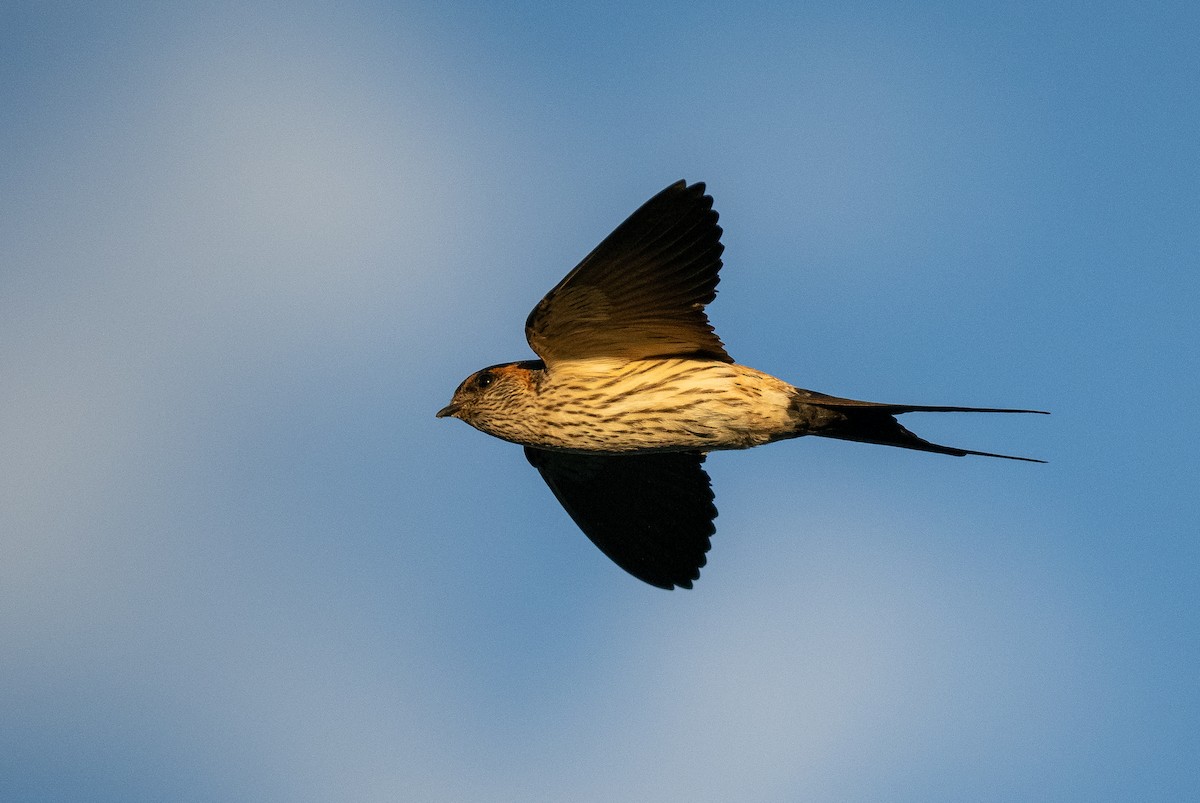 Striated Swallow - ML616008876