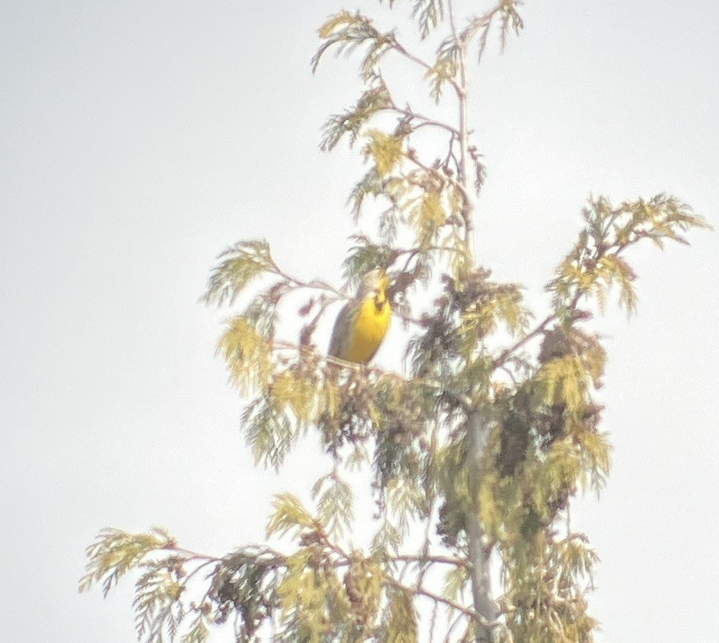 Western Meadowlark - ML616008901