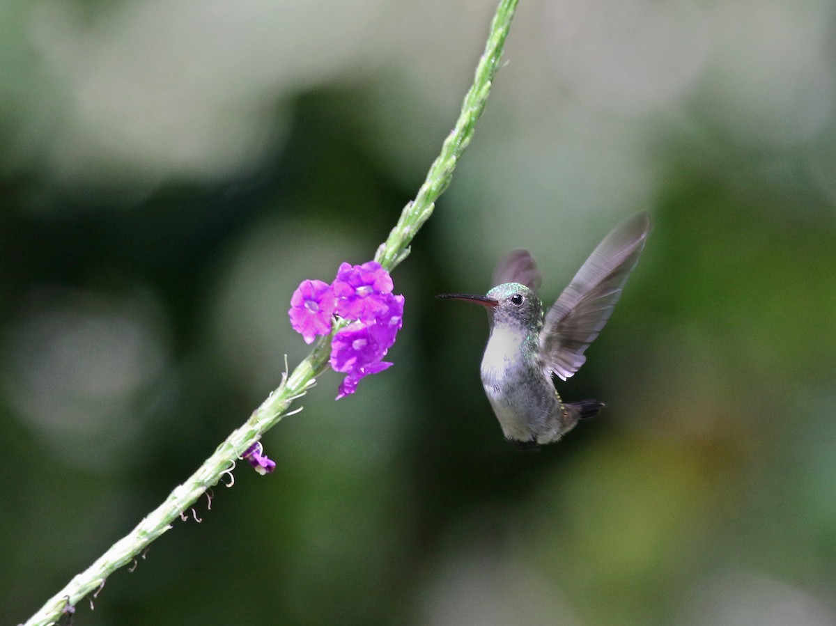 White-chinned Sapphire - ML616008954