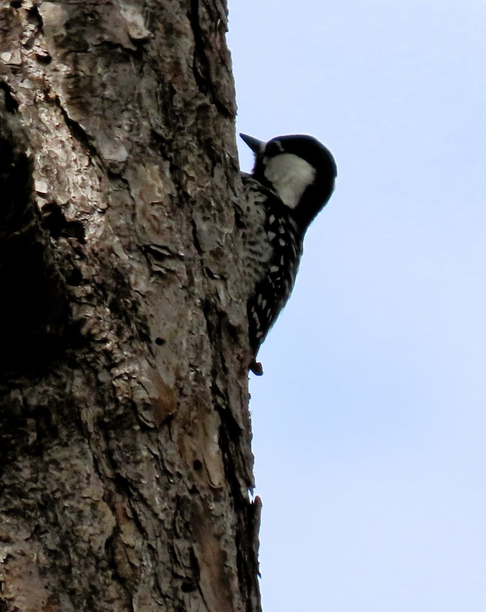 Red-cockaded Woodpecker - Susan Daughtrey