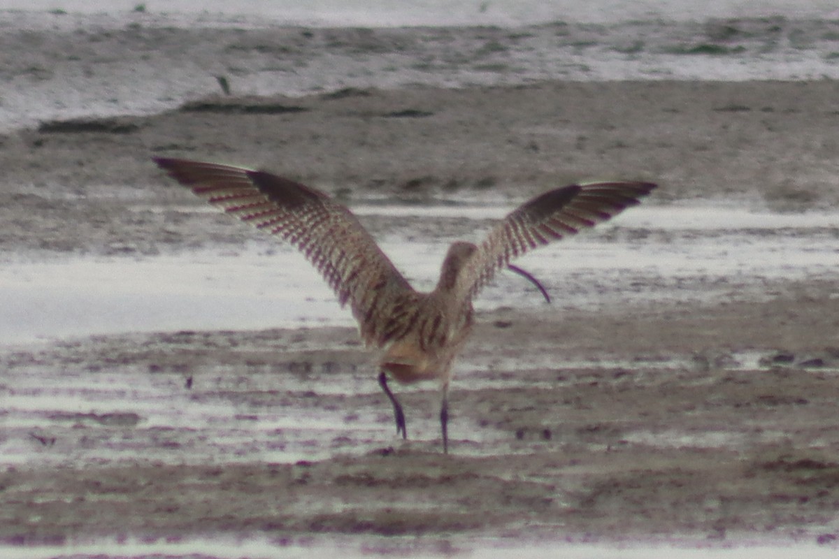 Far Eastern Curlew - ML616008988