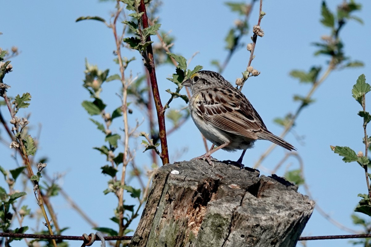Grassland Sparrow - ML616008994