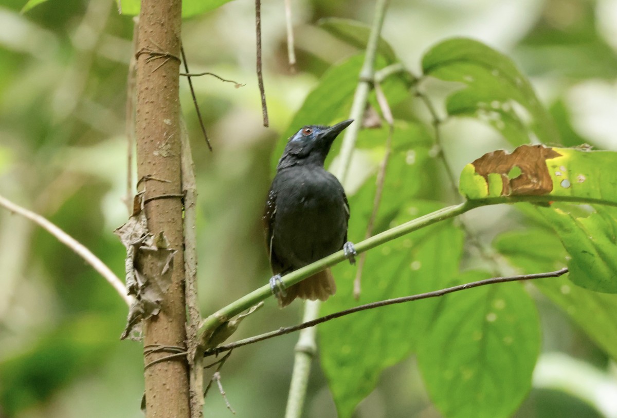 Chestnut-backed Antbird - ML616008995