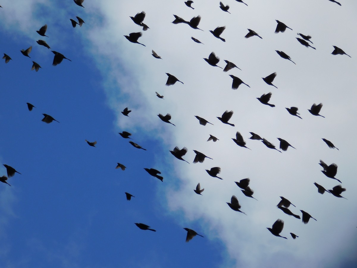 Common Grackle - Jack Jerrild