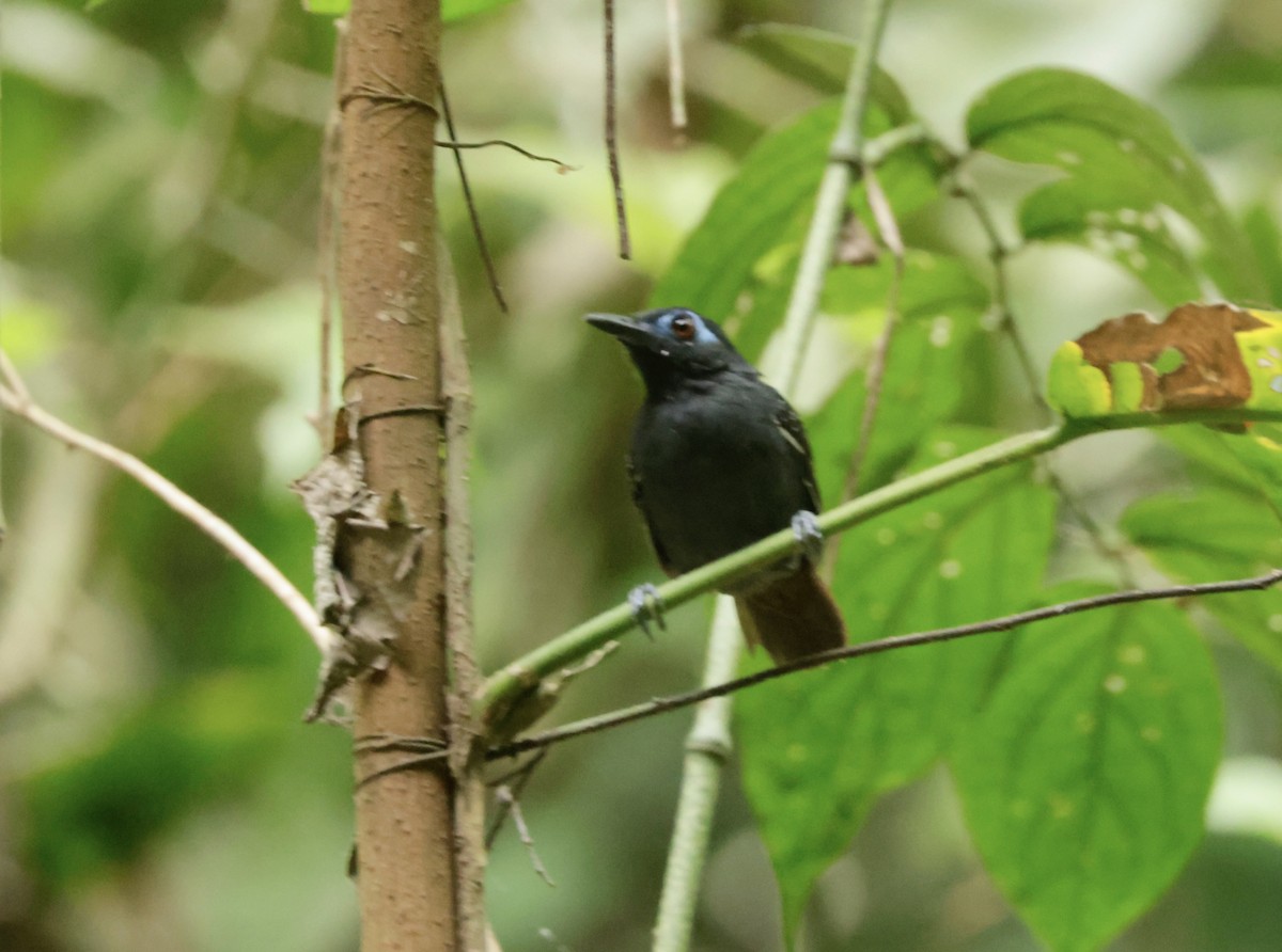 Chestnut-backed Antbird - Ken Oeser