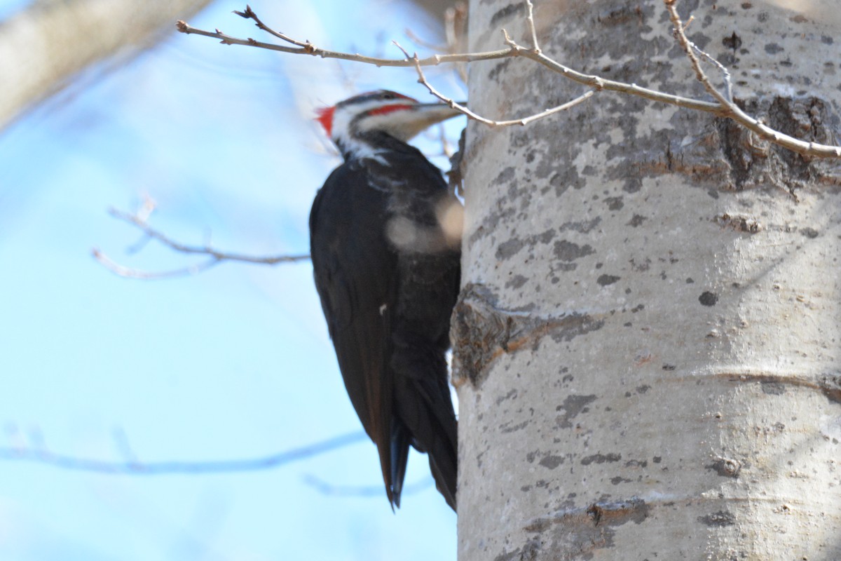 Pileated Woodpecker - ML616009038