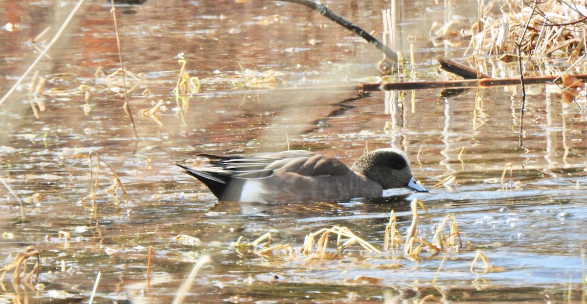 American Wigeon - Don Clark