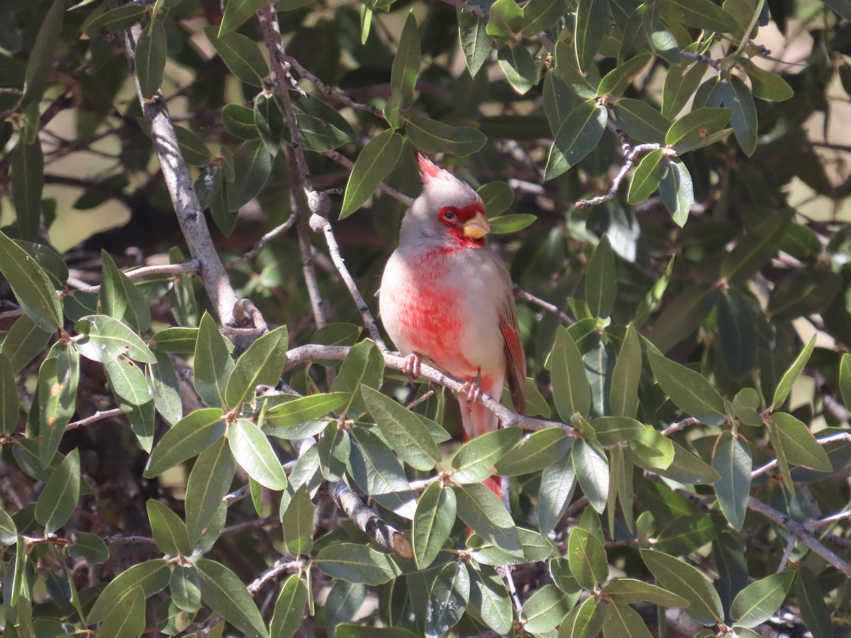 Pyrrhuloxia - ML616009056