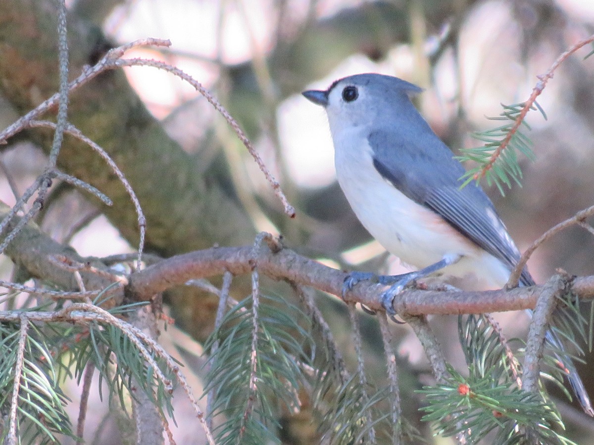 Tufted Titmouse - ML616009062