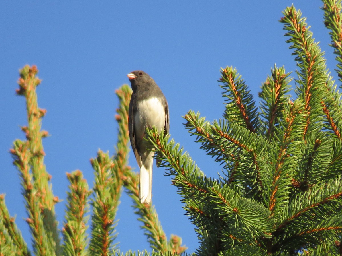 Dark-eyed Junco - ML616009068