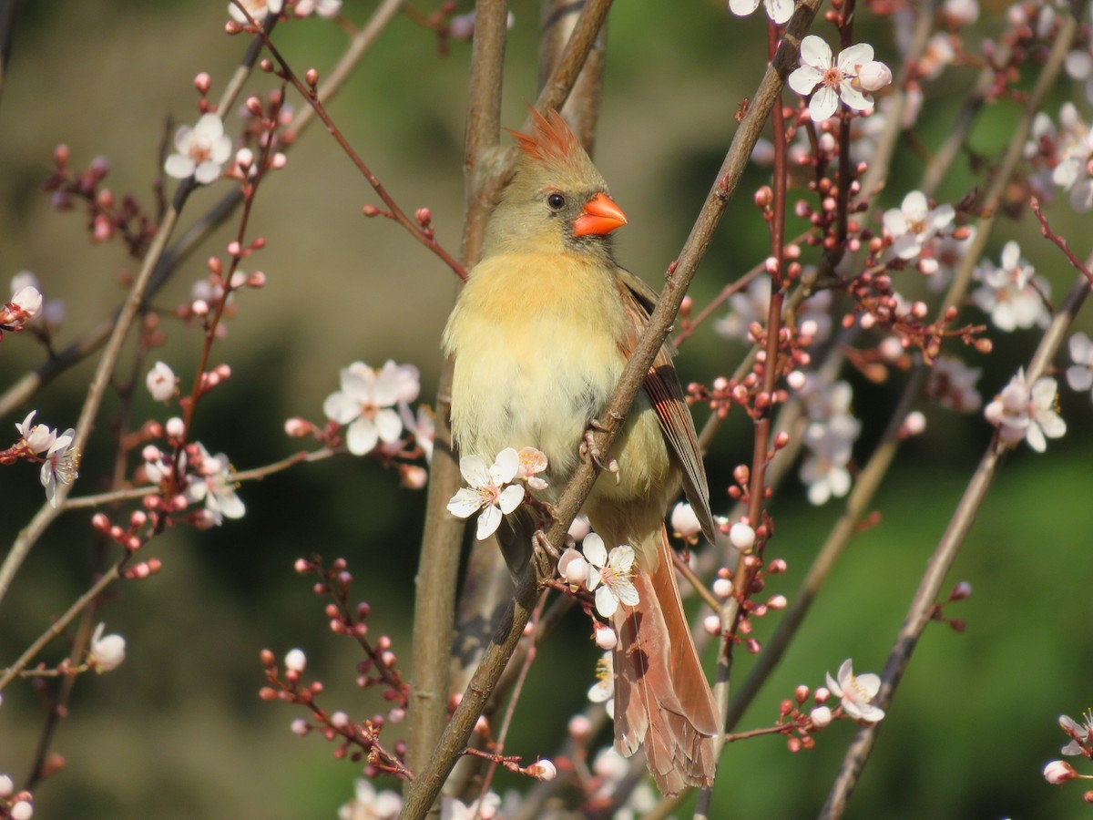 Northern Cardinal - ML616009076