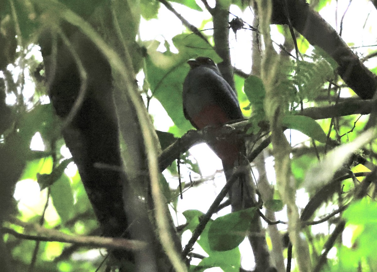 Gri Kuyruklu Trogon - ML616009130