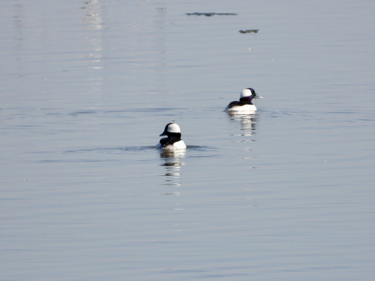 Bufflehead - ML616009152