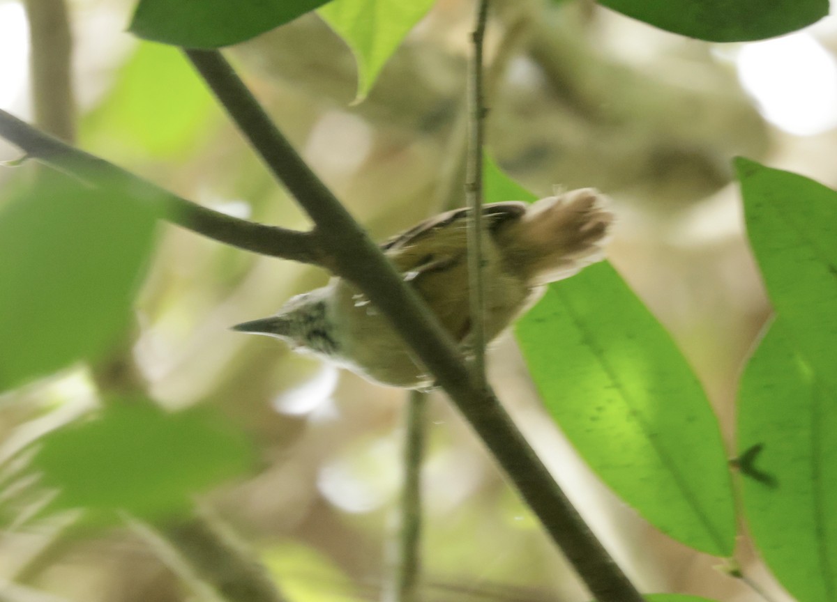 Checker-throated Stipplethroat - Ken Oeser