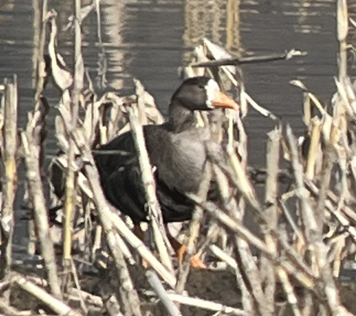 Greater White-fronted Goose - Jack Swatt