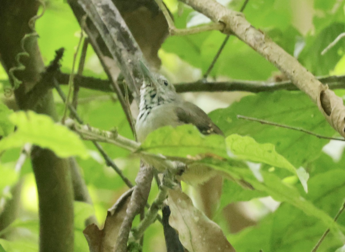 Checker-throated Stipplethroat - Ken Oeser