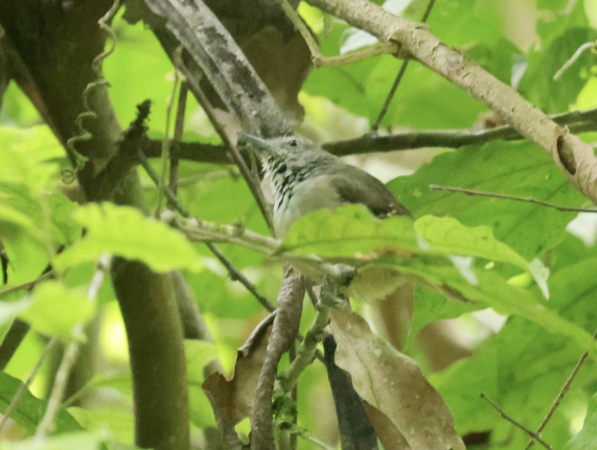 Checker-throated Stipplethroat - Ken Oeser