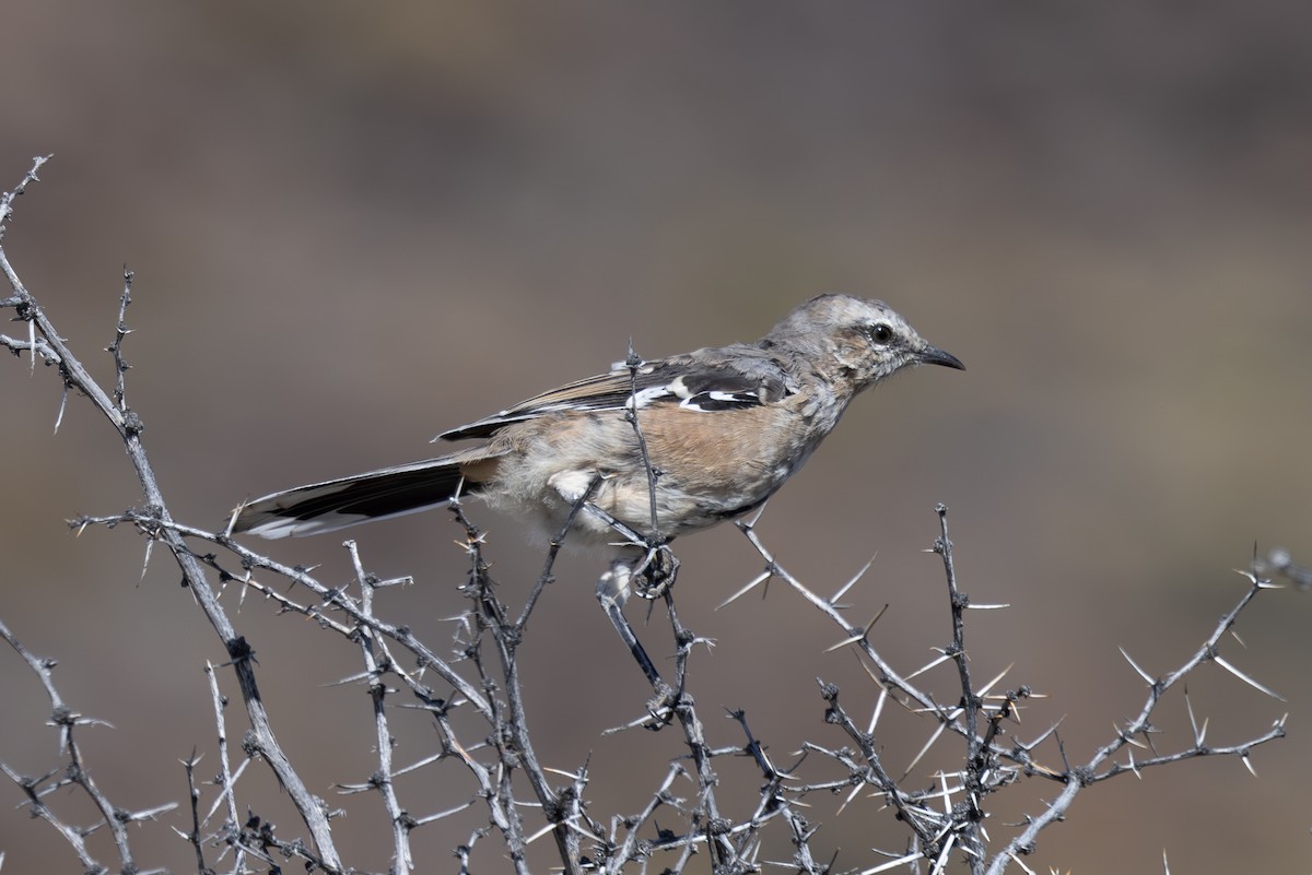 Patagonian Mockingbird - ML616009165