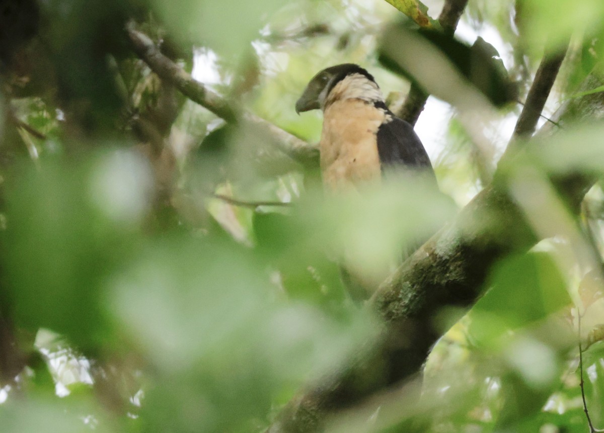 Collared Forest-Falcon - Ken Oeser